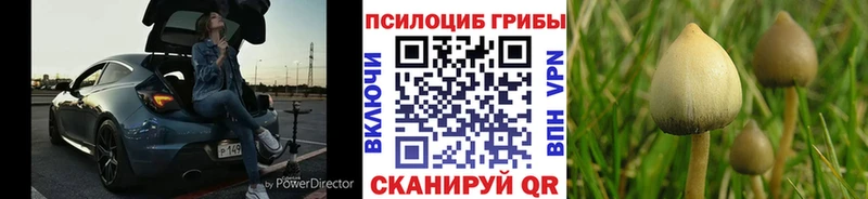 где можно купить   Няндома  Псилоцибиновые грибы Magic Shrooms 